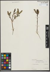 Foto von Salix purpurea L. x Salix viminalis L.